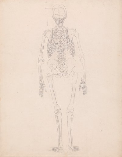 Menneskeskjelett, bakfra av George Stubbs
