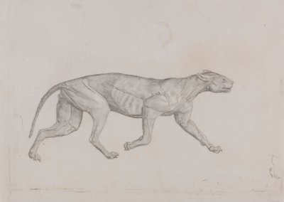 Leopardkropp, sett fra siden av George Stubbs