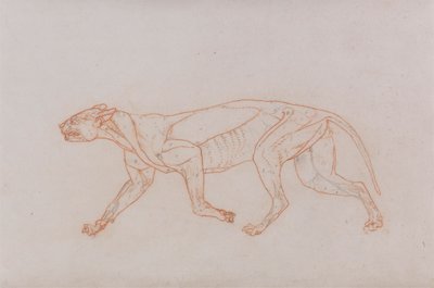 Leopardkropp, sett fra siden av George Stubbs