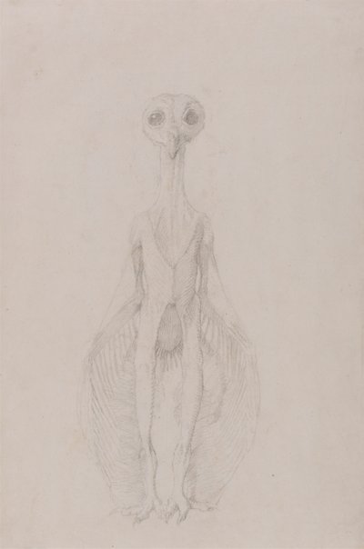 Ugle Stående, Forfra av George Stubbs