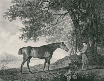 Sharke, gravert av George Townley Stubbs (1756-1815) pub. 1794 (radering) av George Stubbs