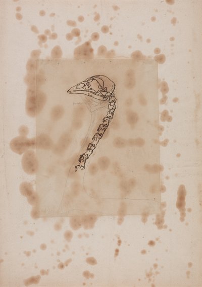 Studie av et fuglehode og -hals, sidevisning, fra en sammenlignende anatomisk fremstilling av menneskekroppens struktur med en tiger og en fugl, 1795-1806 (penn og blekk og grafitt på pa) av George Stubbs