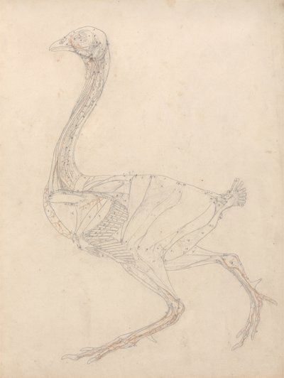 Studie av en fugl, sidevisning, diagram for nøkkel til tabell XV, fra en sammenlignende anatomisk utstilling av strukturen til menneskekroppen med strukturen til en tiger og en fugl, 1795-1806 (grafitt & re av George Stubbs