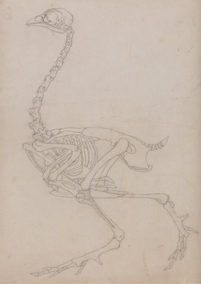 Studie av en fugl, sideutsikt, fra en sammenlignende anatomisk utstilling av strukturen til menneskekroppen med den til en tiger og en fugl, 1795-1806 (grafitt på tynt vevd papir) av George Stubbs