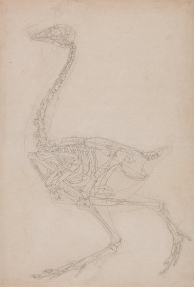 Studie av en fugl, sideutsikt, fra en sammenlignende anatomisk fremstilling av strukturen til menneskekroppen med en tiger og en fugl, 1795-1806 (grafitt på kraftig vevd papir) av George Stubbs