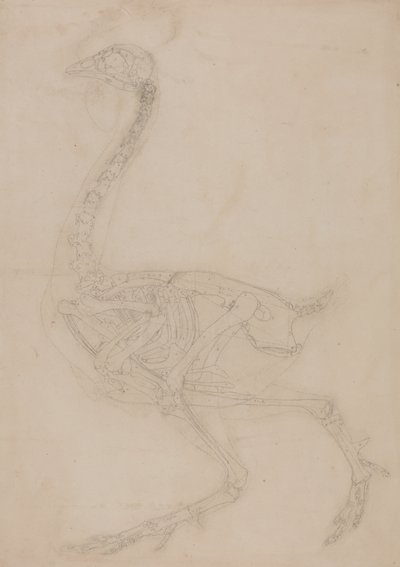 Studie av en fugl, sideutsikt, fra en sammenlignende anatomisk utstilling av strukturen til menneskekroppen med strukturen til en tiger og en fugl, 1795-1806 (grafitt på vevd papir) av George Stubbs