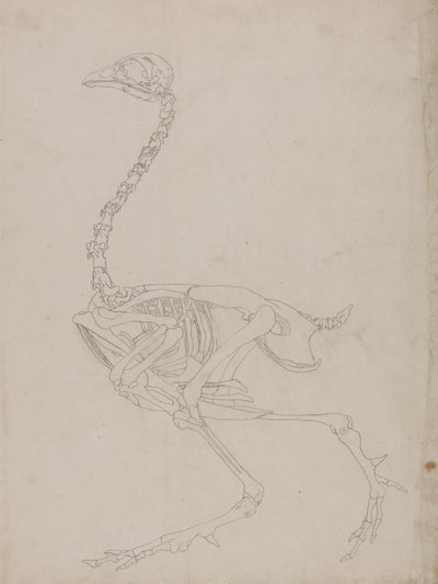Studie av en fugl, sideutsikt, fra en sammenlignende anatomisk utstilling av strukturen til menneskekroppen med den til en tiger og en fugl, 1795-1806 (grafitt på tynt vevd papir) av George Stubbs