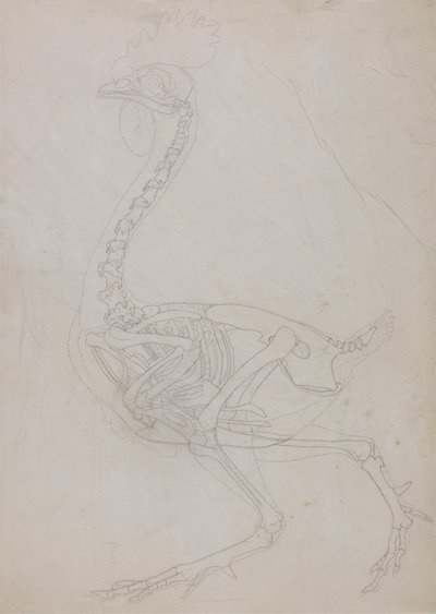 Studie av en fugl, sideutsikt, fra en sammenlignende anatomisk utstilling av strukturen til menneskekroppen med den til en tiger og en fugl, 1795-1806 (grafitt på tynt vevd papir) av George Stubbs