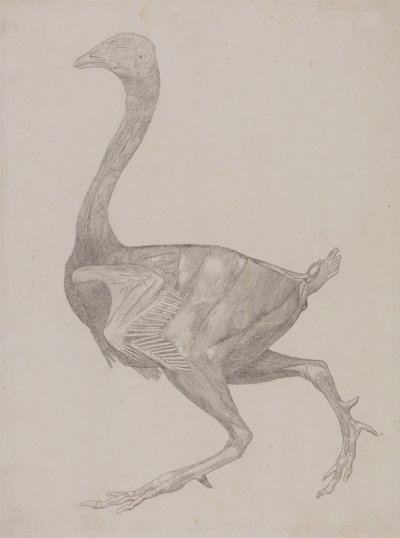 Studie av en fugl, sideutsikt, fra en sammenlignende anatomisk utstilling av strukturen til menneskekroppen med den til en tiger og en fugl, 1795-1806 (grafitt på tynt vevd papir) av George Stubbs