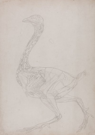 Studie av en fugl, sideutsikt, fra en sammenlignende anatomisk utstilling av strukturen til menneskekroppen med den til en tiger og en fugl, 1795-1806 (grafitt på tynt vevd papir) av George Stubbs