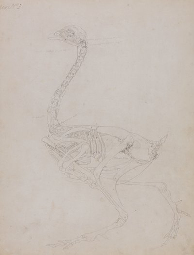 Studie av en fugl, sideutsikt, fra en sammenlignende anatomisk utstilling av strukturen til menneskekroppen med den til en tiger og en fugl, 1795-1806 (grafitt på tynt vevd papir) av George Stubbs
