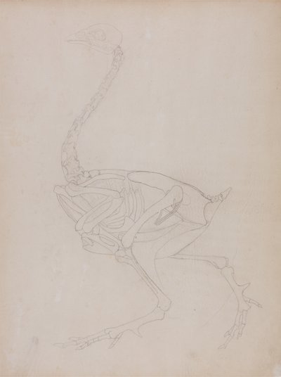 Studie av en fugl, sideutsikt, fra en sammenlignende anatomisk utstilling av strukturen til menneskekroppen med den til en tiger og en fugl, 1795-1806 (grafitt på tynt vevd papir) av George Stubbs