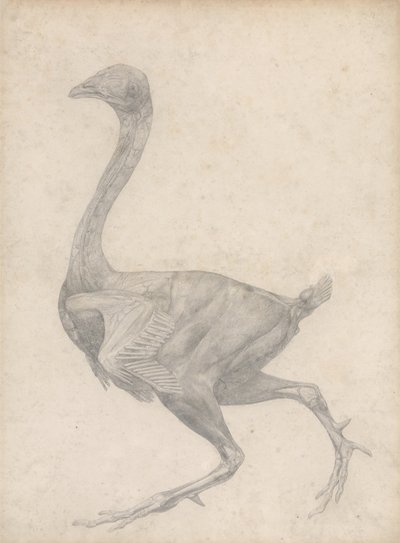 Studie av en fugl, sidesyn, med hud og underliggende fascielag fjernet, fra A Comparative Anatomical Exposition of the Structure of the Human Body with that of a Tiger and a Common Fowl, 1795 av George Stubbs