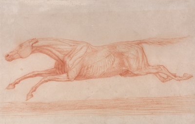 Studie av en veddeløpshest i aksjon: Galoppering til venstre, en semi-anatomisk studie, med flettet hud for å vise musklenes virkning av George Stubbs