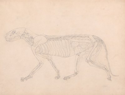 Studie av en tiger, lateralt syn, abdominal innvoller eksponert, fra en sammenlignende anatomisk utstilling av strukturen til menneskekroppen med den til en tiger og en fugl, ca. 1795-1806 (grafitt på av George Stubbs