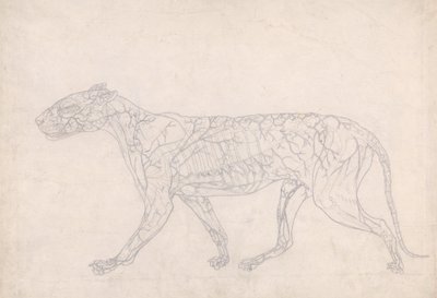 Studie av en tiger, sidevisning, diagram som viser den subkutane blodtilførselen, fra en sammenlignende anatomisk fremstilling av strukturen til menneskekroppen med strukturen til en tiger og en fugl, 1795- av George Stubbs