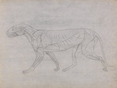 Studie av en tiger, sideutsikt, fra en sammenlignende anatomisk fremstilling av menneskekroppens struktur med en tiger og en fugl, ca. 1795-1806 (grafitt og blekk på patronpapir) av George Stubbs