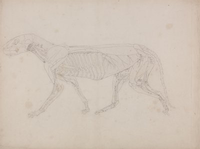 Studie av en tiger, sideutsikt, fra en sammenlignende anatomisk fremstilling av menneskekroppens struktur med en tiger og en fugl, ca. 1795-1806 (grafitt på patronpapir) av George Stubbs