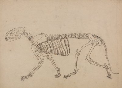 Studie av en tiger, sideutsikt, fra en sammenlignende anatomisk utstilling av strukturen til menneskekroppen med den til en tiger og en fugl, 1795-1806 (penn og blekk og grafitt på tynt vevd papir av George Stubbs