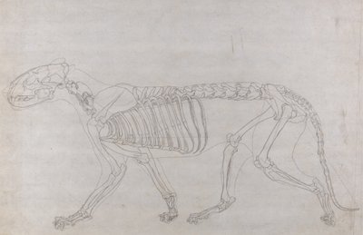 Studie av en tiger, sideutsikt, fra en sammenlignende anatomisk utstilling av strukturen til menneskekroppen med den til en tiger og en fugl, 1795-1806 (grafitt på tynt vevd papir) av George Stubbs
