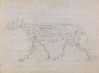 Studie av en tiger, sideutsikt, fra en sammenlignende anatomisk utstilling av strukturen til menneskekroppen med den til en tiger og en fugl, 1795-1806 (grafitt på tynt vevd papir) av George Stubbs