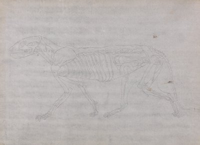 Studie av en tiger, sideutsikt, fra en sammenlignende anatomisk utstilling av strukturen til menneskekroppen med den til en tiger og en fugl, 1795-1806 (grafitt på tynt vevd papir) av George Stubbs
