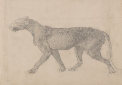Studie av en tiger, sideutsikt, fra en sammenlignende anatomisk utstilling av strukturen til menneskekroppen med en tiger og en fugl, 1795-1806 (grafitt på lagt papir) av George Stubbs