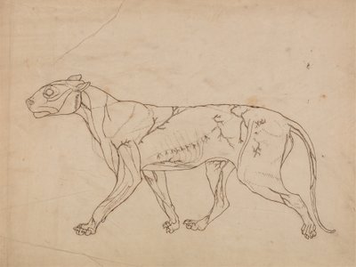 Studie av en tiger, sideutsikt, fra en sammenlignende anatomisk utstilling av strukturen til menneskekroppen med den til en tiger og en fugl, 1795-1806 (grafitt på kraftig vevd papir) av George Stubbs