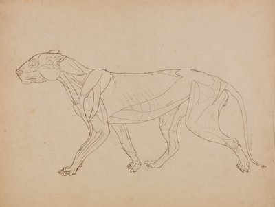 Studie av en tiger, sidevisning, fra en sammenlignende anatomisk fremstilling av menneskekroppens struktur med en tiger og en fugl, 1795-1806 (penn og blekk over grafitt og kritt på vevd p av George Stubbs
