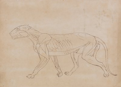 Studie av en tiger, sidevisning, fra en sammenlignende anatomisk utstilling av strukturen til menneskekroppen med en tiger og en fugl, 1795-1806 (penn og svart blekk over grafitt på vevd papir av George Stubbs