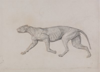 Studie av en tiger, sideutsikt, fra en sammenlignende anatomisk utstilling av strukturen til menneskekroppen med den til en tiger og en fugl, 1795-1806 (grafitt med rødt kritt på tynn vevd papir) av George Stubbs