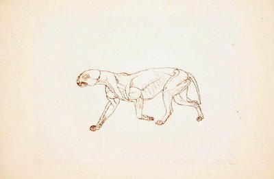 Studie av en tiger, sideutsikt, fra en sammenlignende anatomisk utstilling av strukturen til menneskekroppen med den til en tiger og en fugl, 1795-1806 (penn og blekk over rødt kritt på tynn vevd pap av George Stubbs