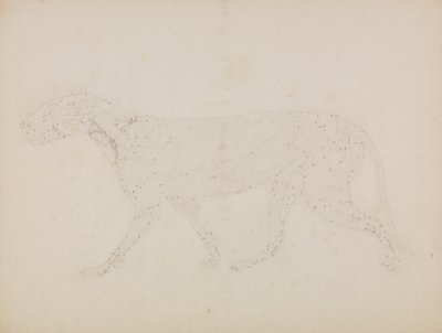 Studie av en tiger, sidevisning, fra "En sammenlignende anatomisk utstilling av strukturen til menneskekroppen med strukturen til en tiger og en fugl" av George Stubbs