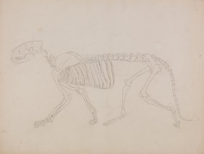 Studie av en tiger, sidevisning, fra "En sammenlignende anatomisk utstilling av strukturen til menneskekroppen med strukturen til en tiger og en fugl" av George Stubbs