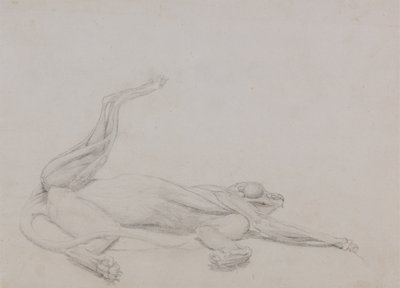 Studie av en tiger, liggende, sett ventralt, fra en sammenlignende anatomisk utstilling av strukturen til menneskekroppen med den til en tiger og en fugl, 1795-1806 (grafitt på tynn vevd papir) av George Stubbs