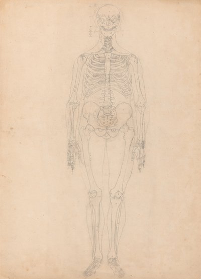 Studie av den menneskelige figuren, forfra, diagram for nøkkel til tabell I, fra en sammenlignende anatomisk fremstilling av strukturen til menneskekroppen med strukturen til en tiger og en fugl, ca. 1795-1806 (g av George Stubbs