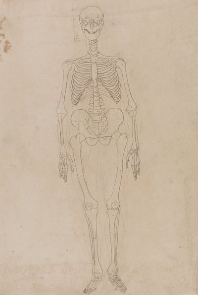 Studie av den menneskelige figuren, forfra, fra en sammenlignende anatomisk fremstilling av strukturen til menneskekroppen med strukturen til en tiger og en fugl, ca. 1795-1806 (grafitt og blekk på papir) av George Stubbs
