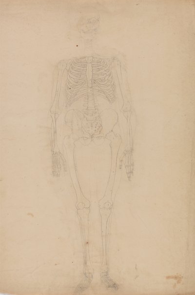 Studie av den menneskelige figuren, forfra, fra en sammenlignende anatomisk utstilling av strukturen til menneskekroppen med strukturen til en tiger og en fugl, ca. 1795-1806 (grafitt på papir) av George Stubbs