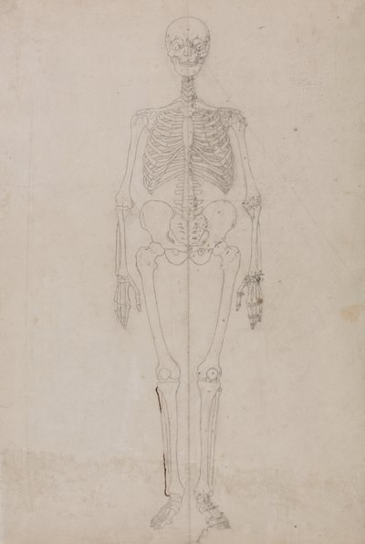 Studie av den menneskelige figuren, forfra, fra en sammenlignende anatomisk fremstilling av strukturen til menneskekroppen med strukturen til en tiger og en fugl, ca. 1795-1806 (grafitt og blekk på papir) av George Stubbs