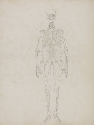 Studie av den menneskelige figuren, anterior View, fra 