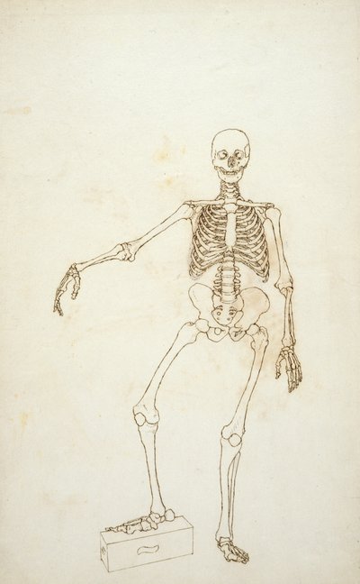 Studie av den menneskelige figuren, anterior View, fra "En sammenlignende anatomisk utstilling av strukturen til menneskekroppen med strukturen til en tiger og en vanlig fugl" av George Stubbs