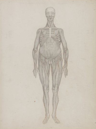 Studie av den menneskelige figuren, anterior View, fra 