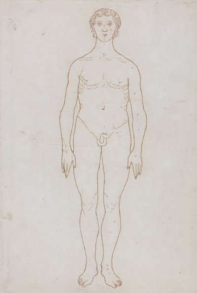 Studie av den menneskelige figuren, anterior View, fra 