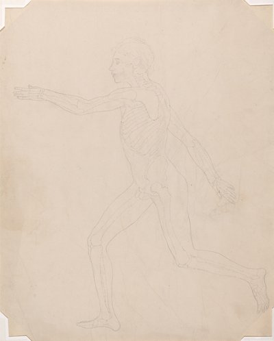 Studie av menneskefiguren, sidevisning, en sammenlignende anatomisk fremstilling av strukturen til menneskekroppen med strukturen til en tiger og en fugl, ca. 1795-1806 (grafitt på patronpapir) av George Stubbs