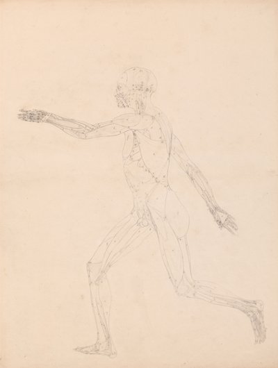 Studie av den menneskelige figuren, sidevisning, diagram for nøkkel til tabell XIII, fra En sammenlignende anatomisk utstilling av strukturen til menneskekroppen med strukturen til en tiger og en fugl, 1795-1806 (g av George Stubbs