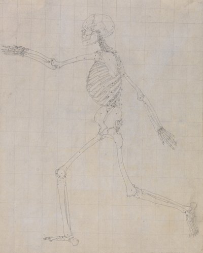 Studie av den menneskelige figuren, sidevisning, avsluttet studie for tabell III, fra En sammenlignende anatomisk utstilling av strukturen til menneskekroppen med strukturen til en tiger og en fugl, 1795-1806 (gr. av George Stubbs