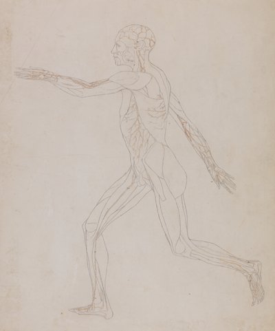 Studie av den menneskelige figuren, sidevisning, fra en sammenlignende anatomisk utstilling av strukturen til menneskekroppen med strukturen til en tiger og en fugl, ca. 1795-1806 (grafitt på papir) av George Stubbs