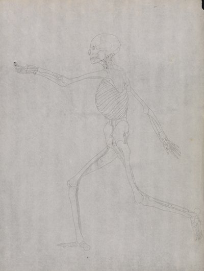 Studie av den menneskelige figuren, sidevisning, fra en sammenlignende anatomisk utstilling av strukturen til menneskekroppen med strukturen til en tiger og en fugl, 1795-1806 (grafitt på kraftig vevd papir) av George Stubbs