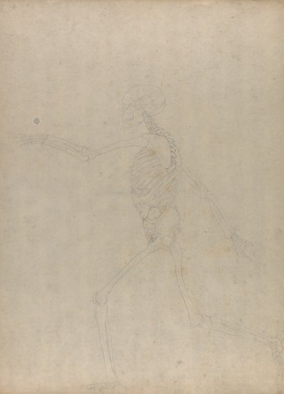 Studie av den menneskelige figuren, sidevisning, fra en sammenlignende anatomisk utstilling av strukturen til menneskekroppen med strukturen til en tiger og en fugl, 1795-1806 (grafitt på kraftig vevd papir) av George Stubbs