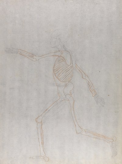 Studie av den menneskelige figuren, sidevisning, fra en sammenlignende anatomisk fremstilling av strukturen til menneskekroppen med strukturen til en tiger og en fugl, 1795-1806 (grafitt og rødt kritt på tynn w av George Stubbs